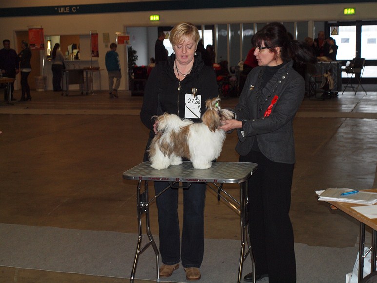 Shih Tzu Danmark